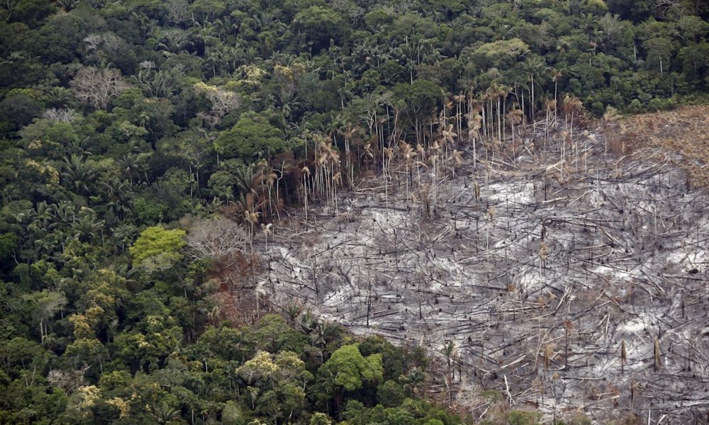 Colombia Perdi Hect Reas De Bosques En Por La