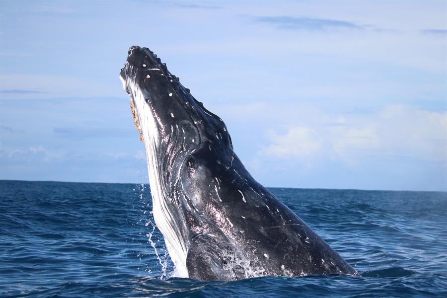 Las ballenas jorobadas fueron más felices durante la pandemia Ey Boricua