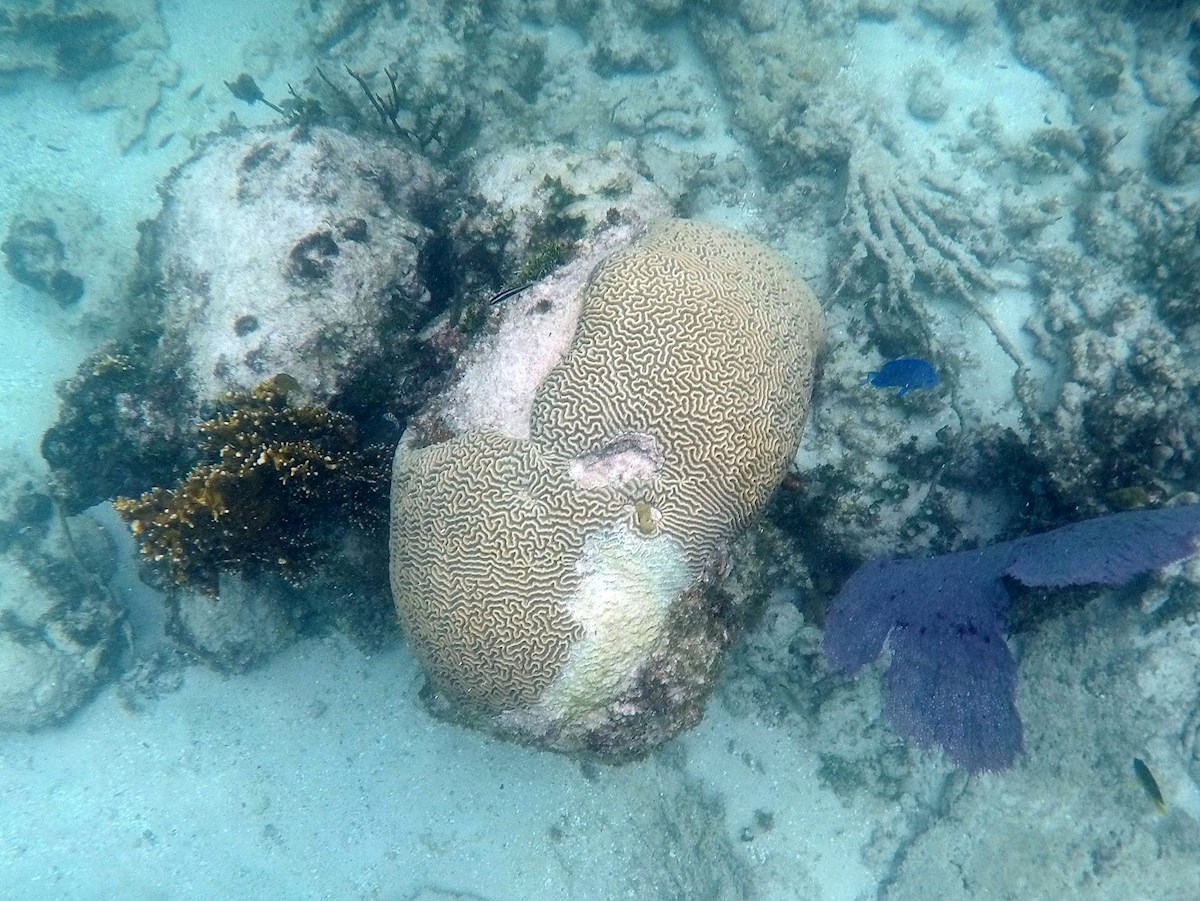 La enfermedad que ataca a los corales deja sentir sus efectos en