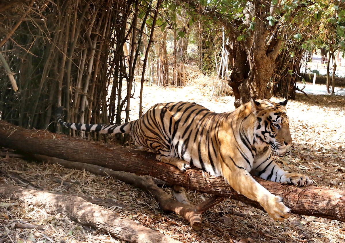 tigre India