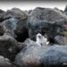 Gatito en el Paseo del Morro. (Save a Gato / Facebook)