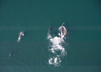 Imágenes captadas por el equipo de científicos canadiense que muestra la colaboración entre delfines y orcas. Fotografía facilitada por la: University of British Columbia (A.Trites), Dalhousie University (S. Fortune), Hakai Institute (K. Holmes), Leibniz Institute for Zoo and Wildlife Research (X. Cheng)
